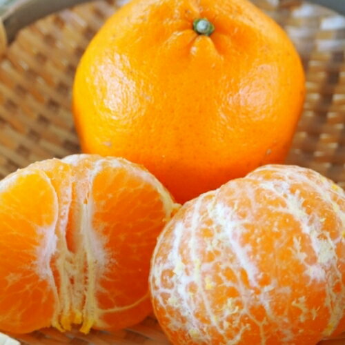 【来シーズン先行予約】ポンカン 約7.5kg サイズおまかせ 【北海道・沖縄・一部離島配送不可】