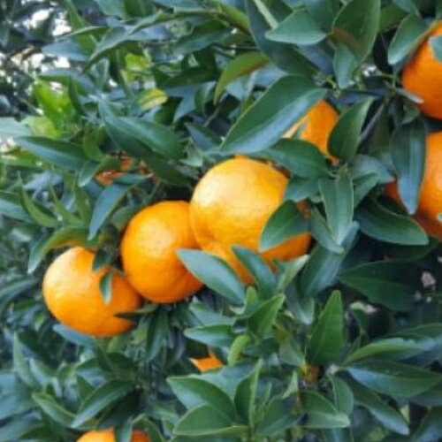 【ふるさと納税】【来シーズン先行予約】ポンカン 約7.5kg サイズおまかせ 【北海道・沖縄・一部離島配送不可】 サムネイル2