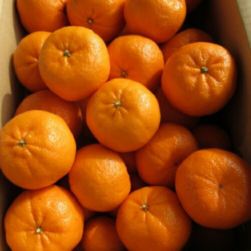 【ふるさと納税】【来シーズン先行予約】ポンカン 約7.5kg サイズおまかせ 【北海道・沖縄・一部離島配送不可】 サムネイル3