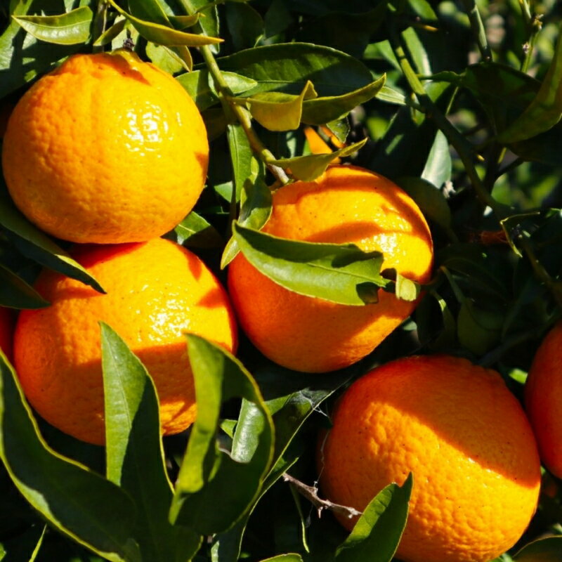 【ふるさと納税】【来シーズン先行予約】しらぬい (玉数おまかせ) 4kg～6kg 不知火 果物 晩柑 フルーツ 和歌山 由良町 みかん 柑橘 サムネイル2