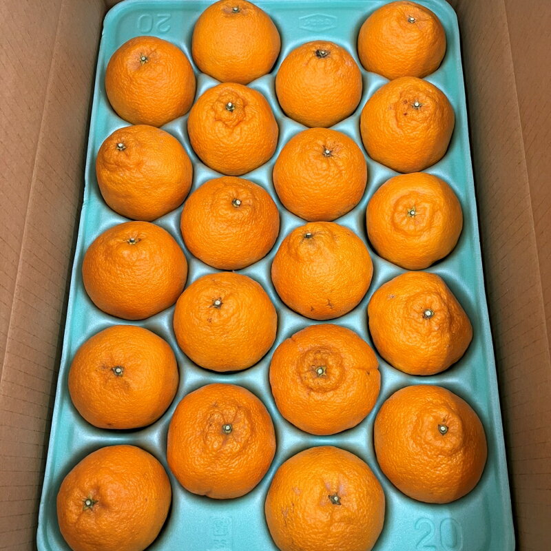 【ふるさと納税】【来シーズン先行予約】しらぬい (玉数おまかせ) 4kg～6kg 不知火 果物 晩柑 フルーツ 和歌山 由良町 みかん 柑橘 サムネイル3