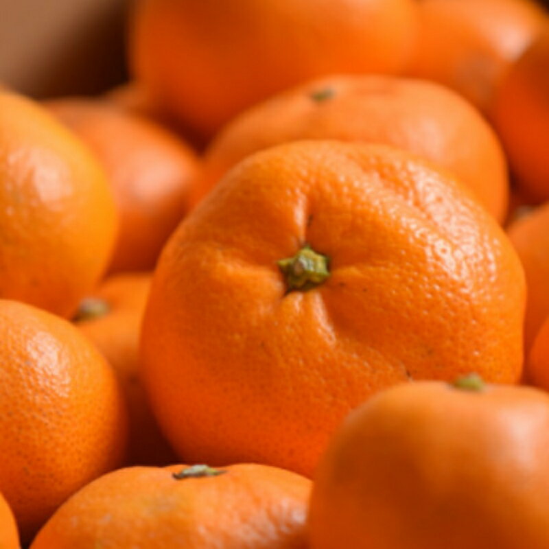 【ふるさと納税】和歌山由良みかん 秀品 サイズおまかせ(L・М・S) 約5kg 約10kg | ※2025年11月下旬～2026年1月中旬頃順次発送予定 | みかん ミカン 和歌山 由良 おまかせ フルーツ 果物 柑橘 和歌山県産 お取り寄せ ふるさと納税 返礼品 サムネイル3