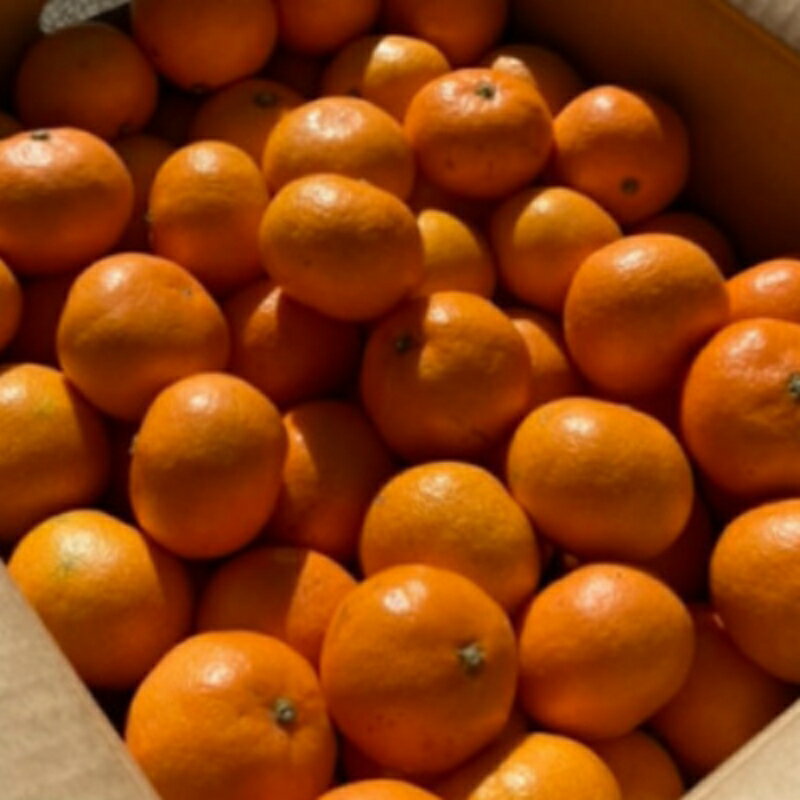 【ふるさと納税】和歌山由良みかん 秀品 サイズおまかせ(L・М・S) 約5kg 約10kg | ※2025年11月下旬～2026年1月中旬頃順次発送予定 | みかん ミカン 和歌山 由良 おまかせ フルーツ 果物 柑橘 和歌山県産 お取り寄せ ふるさと納税 返礼品 サムネイル2