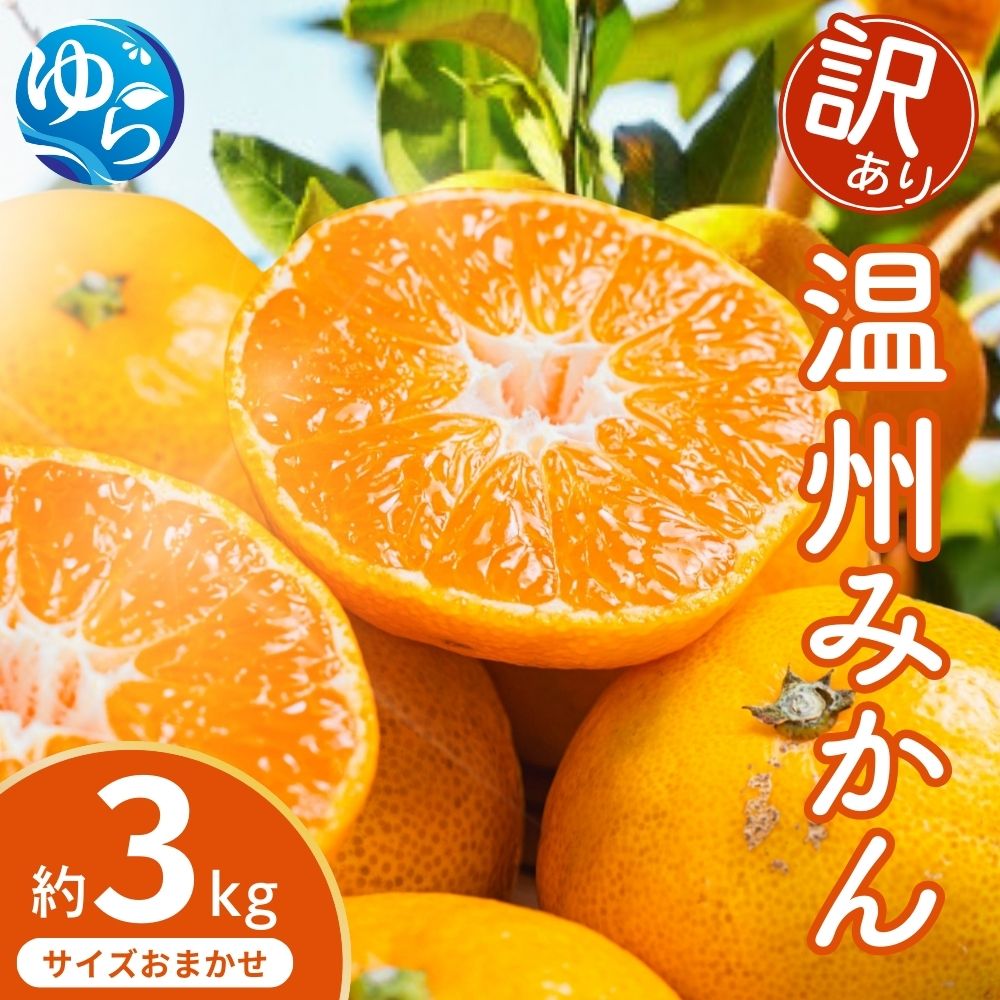 【訳あり】温州みかん 約3kg (サイズおまかせ)【2025年12月中旬から順次発送予定】※北海道・沖縄・離島配送不可 / ミカン 蜜柑 フルーツ ワケあり 果物 柑橘 果実 由良町 国産 産地直送 和歌山県