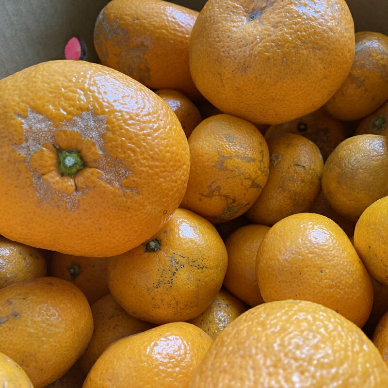 【ふるさと納税】 【訳あり】温州みかん 約3kg (サイズおまかせ)【2025年12月中旬から順次発送予定】※北海道・沖縄・離島配送不可 / ミカン 蜜柑 フルーツ ワケあり 果物 柑橘 果実 由良町 国産 産地直送 和歌山県 サムネイル2