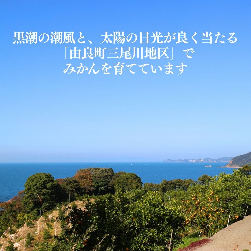 【ふるさと納税】 訳あり ゆら みかん / 温州みかん 和歌山 わけあり 甘い 柑橘 由良 1.2kg 5kg 10kg【配送時期が選べる】※2025年11月下旬～順次発送 サムネイル2