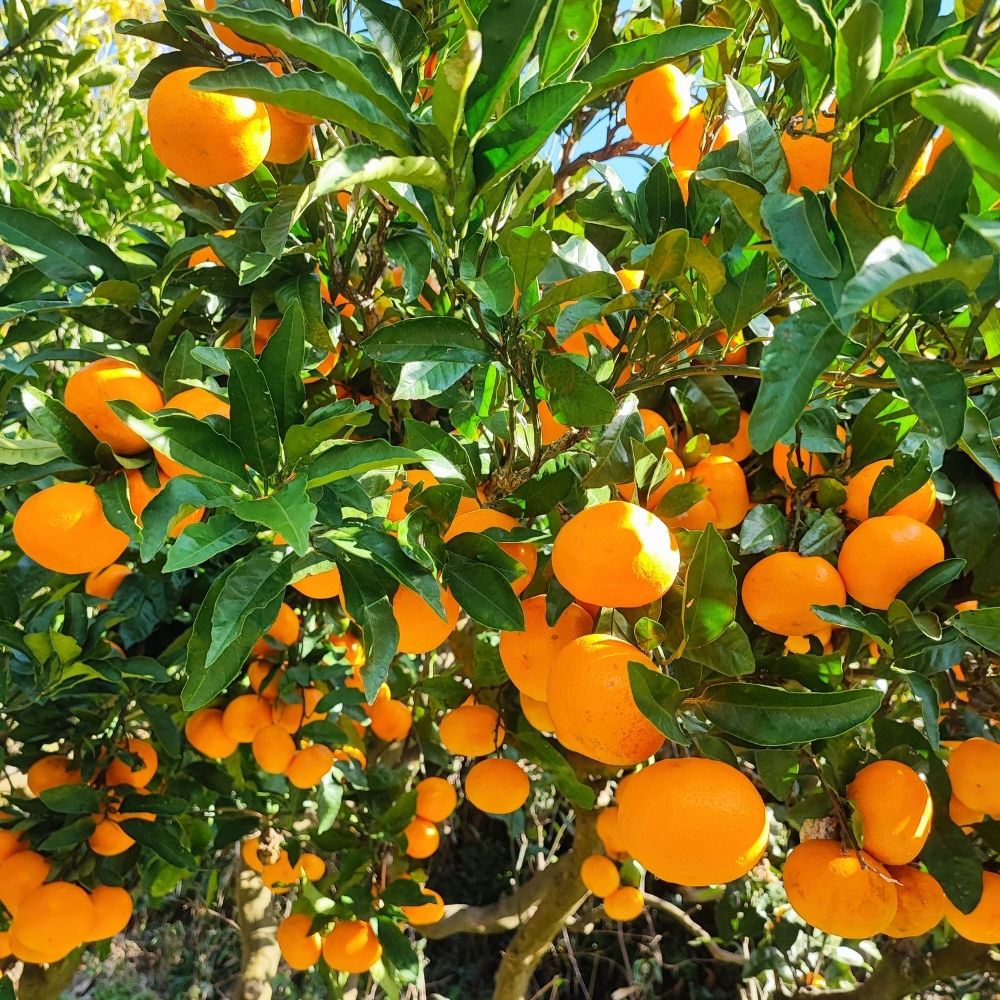 【ふるさと納税】 訳あり ゆら みかん / 温州みかん 和歌山 わけあり 甘い 柑橘 由良 1.2kg 5kg 10kg【配送時期が選べる】※2025年11月下旬～順次発送 サムネイル3