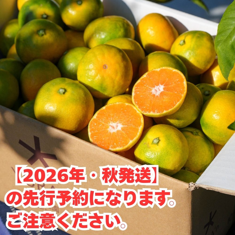 【ふるさと納税】 ゆら早生 ( 由良早生 ) みかん 2026農産物トレンド調査1位！ 評価★5 / 3kg 4.5kg 9kg 温州みかん 和歌山 由良町 甘い 農薬削減 ※2026年10月中旬～順次発送 //meisan //best - 画像2