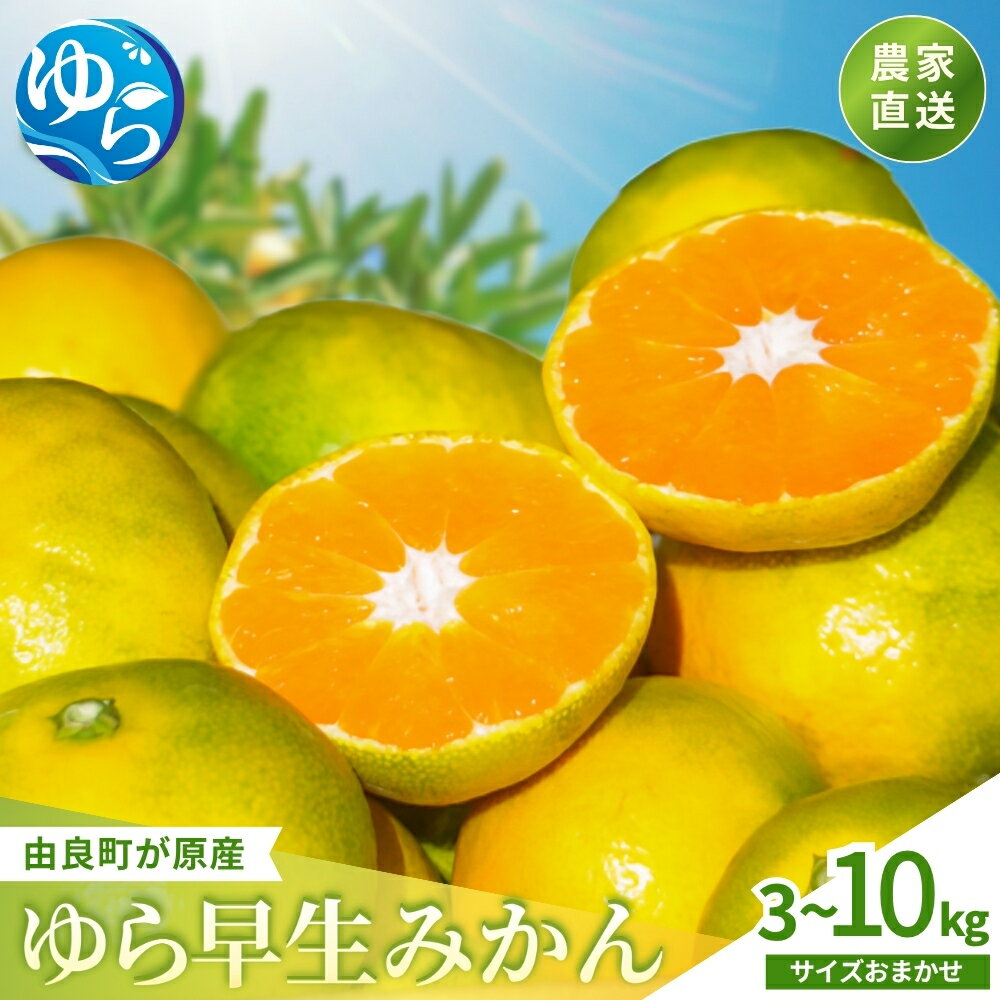 ゆら早生 ( 由良早生 ) みかん 2026農産物トレンド調査1位！ 評価★5 / 3kg 5kg 10kg 温州みかん 和歌山 由良町 甘い 農薬削減 ※2026年10月上旬頃～10月下旬頃に順次発送予定 //meisan //best