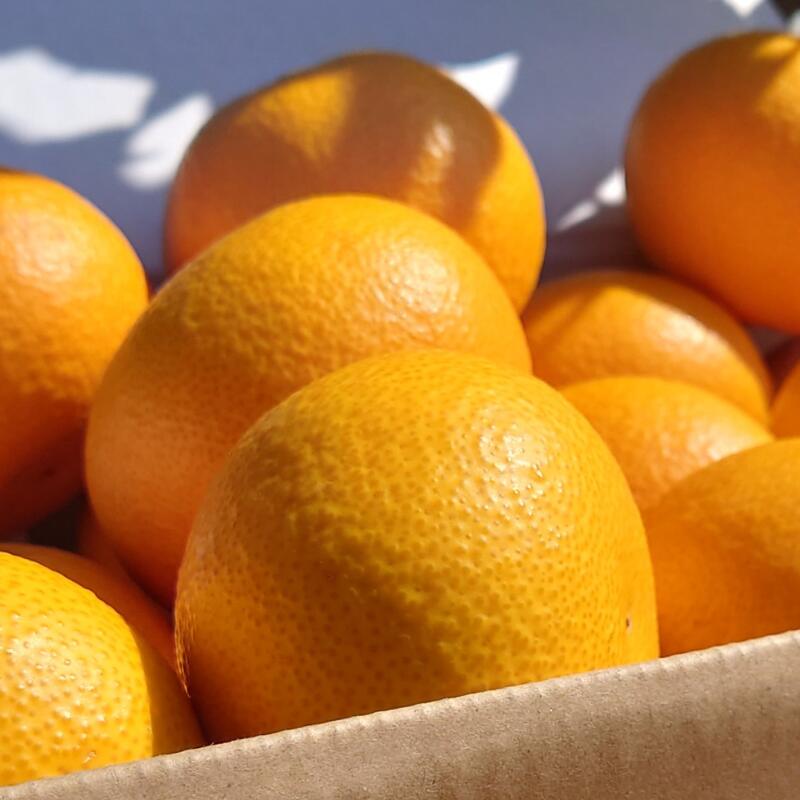 【ふるさと納税】 さつき 八朔 完熟 / はっさく みかん 柑橘 晩柑 和歌山 由良町 甘い 農家直送 数見農園 / 2kg 4kg 8kg ※2026年3月下旬頃から発送予定 サムネイル2