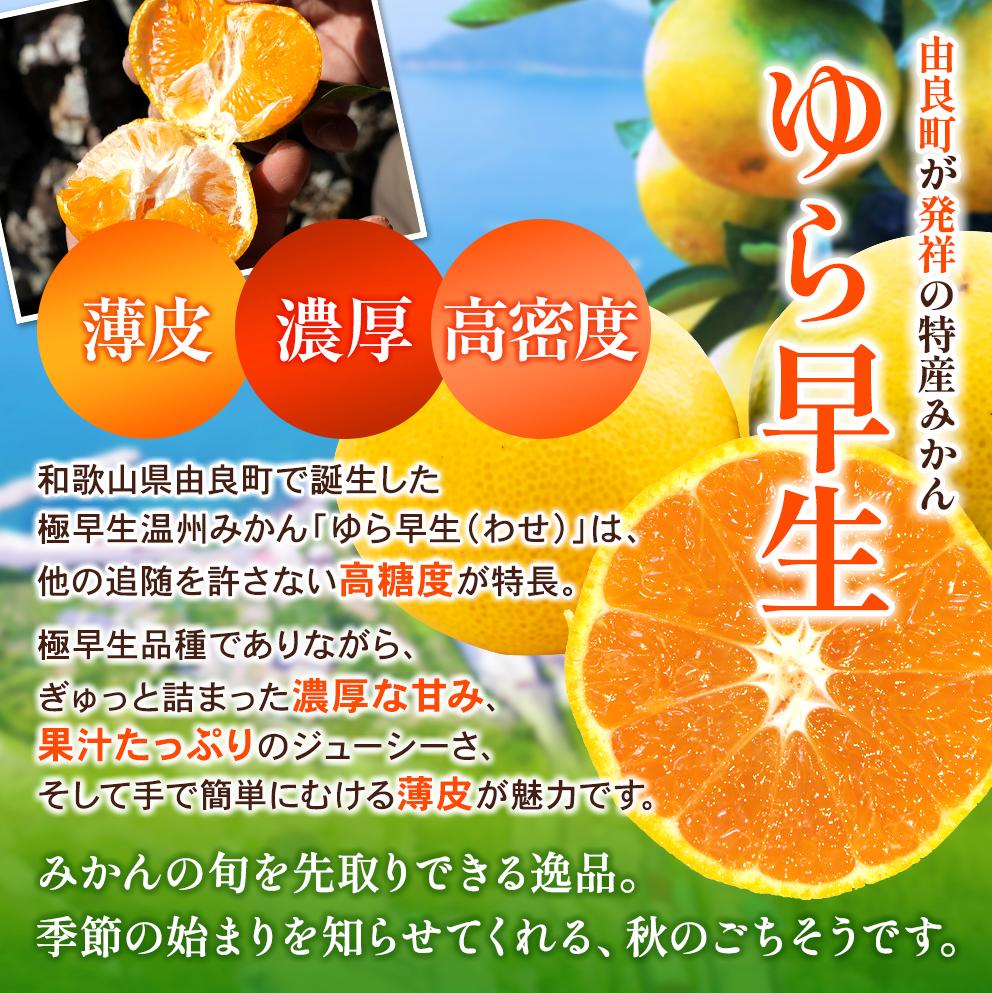 【ふるさと納税】 【大好評により受付期間延長！】 早生 ゆら早生 みかん / 3kg 4.5kg 9kg 極早生 温州みかん 和歌山 由良町 甘い 農薬削減 ※2025年10月中旬～順次発送 //meisan //best サムネイル3