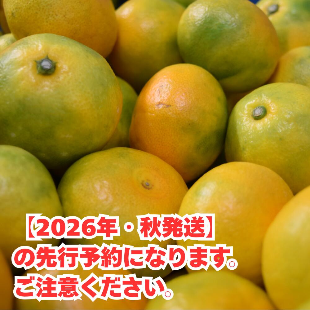 【ふるさと納税】 ＼評価4.8超！／ みかん ゆら早生 / 2kg 5kg 10kg 極早生 早生 温州みかん 和歌山 柑橘 ※10月中旬頃～10月下旬頃に順次発送予定 //yurawase //meisan - 画像2