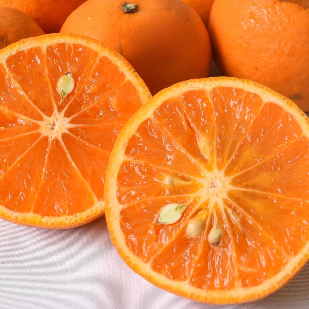 【ふるさと納税】 カラマンダリン 農家直送 / みかん 柑橘 晩柑 和歌山 由良町 甘い / 2kg 5kg 10kg （サイズ混合） ※2026年3月下旬～順次発送農家直送 サムネイル2