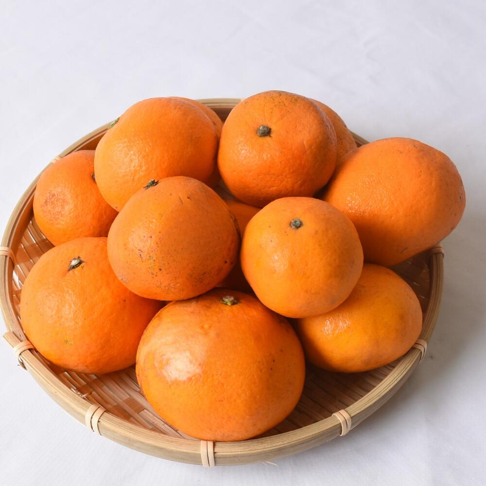 【ふるさと納税】 カラマンダリン 農家直送 / みかん 柑橘 晩柑 和歌山 由良町 甘い / 2kg 5kg 10kg （サイズ混合） ※2026年3月下旬～順次発送農家直送 サムネイル3