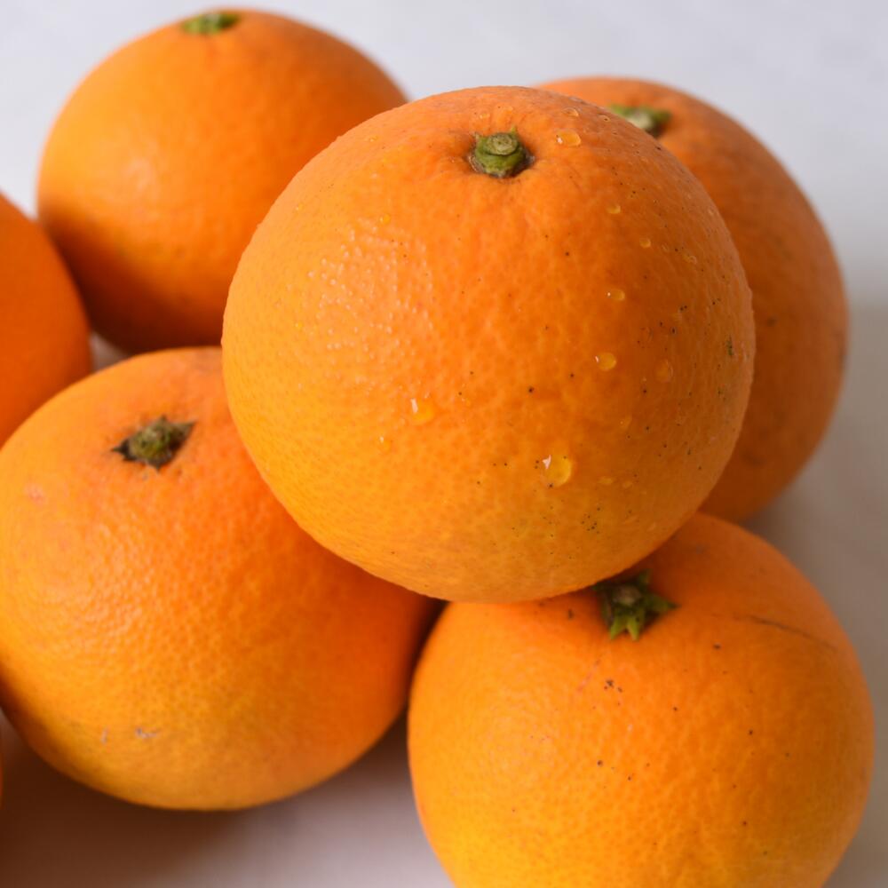 【ふるさと納税】 清見 オレンジ / みかん きよみ 柑橘 晩柑 和歌山 由良町 農家直送 / 2kg 5kg 10kg (サイズ混合） ※2026年3月上旬～順次発送 サムネイル3