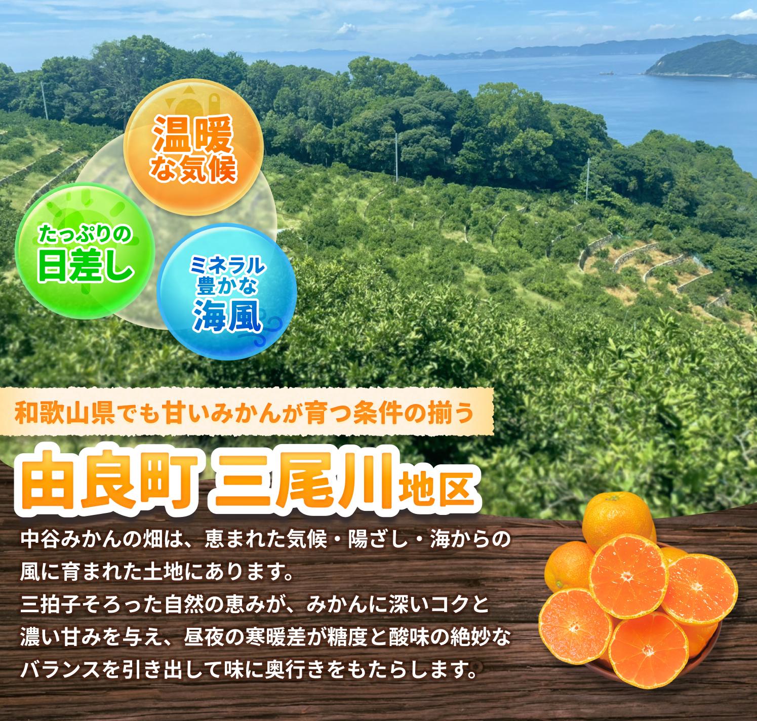 【ふるさと納税】 みかん 温州みかん / 柑橘 密柑 和歌山 由良町 甘い 2kg 5kg 10kg ≪配送月が選べる！≫ サムネイル3