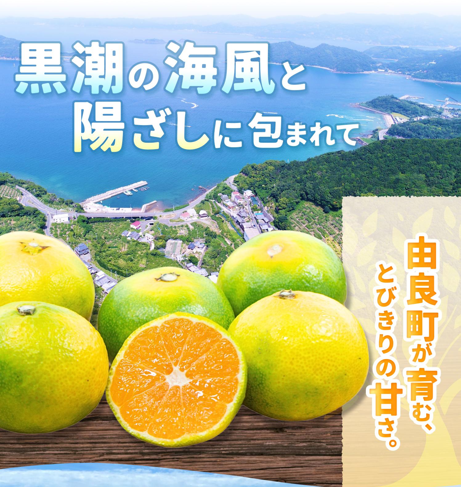 【ふるさと納税】 ＼評価4.8超！／ みかん ゆら早生 / 2kg 5kg 10kg 極早生 早生 温州みかん 和歌山 柑橘 ※10月中旬頃～10月下旬頃に順次発送予定 //yurawase //meisan - 画像3