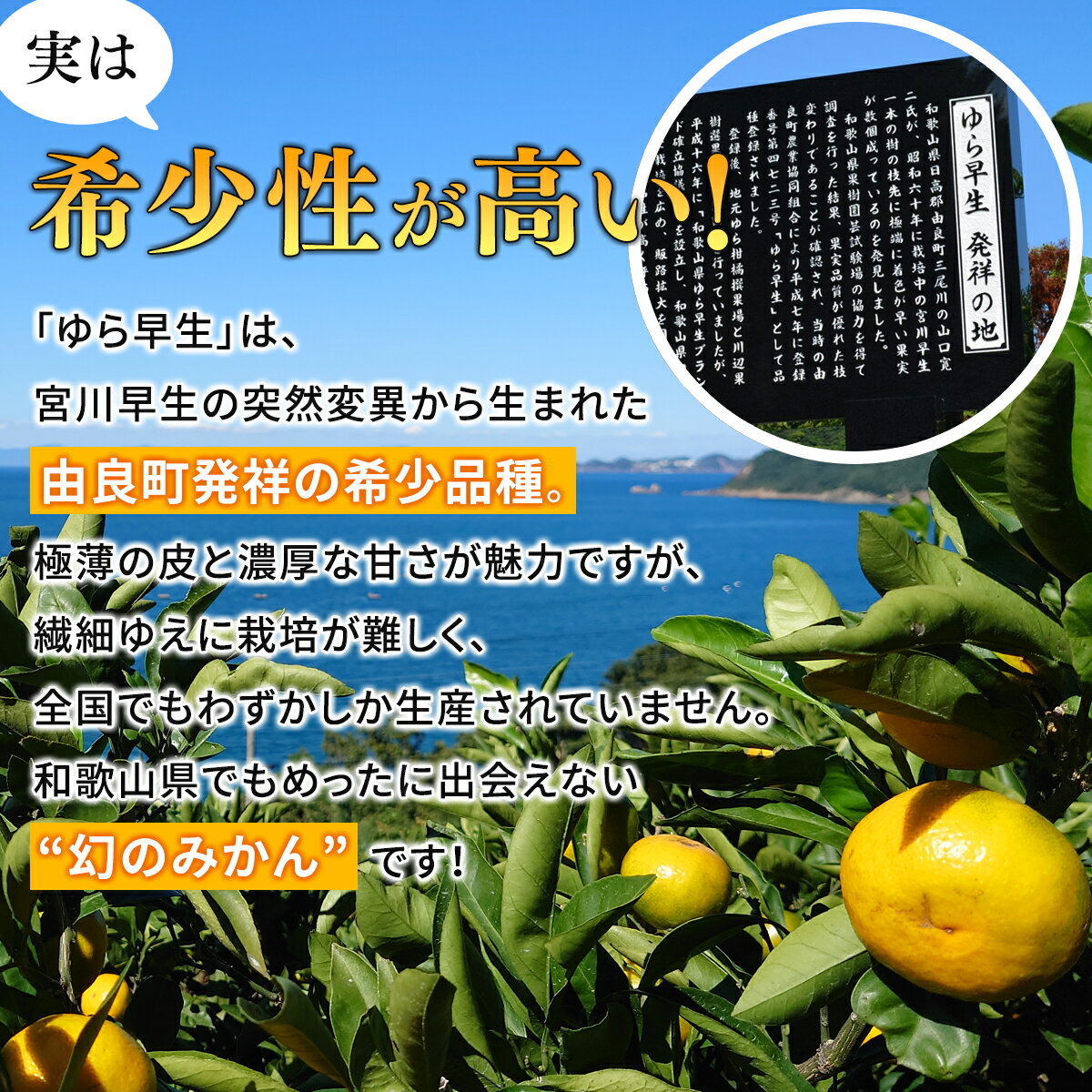【ふるさと納税】 由良早生 みかん / 温州みかん 早生 甘い 訳あり 家庭用 和歌山 由良 3kg 5kg 10kg サイズお任せ ※2025年11月上旬頃から順次発送 サムネイル2