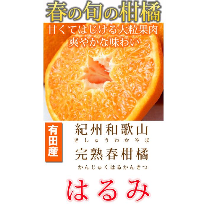 【ふるさと納税】果肉ぷりぷり!完熟はるみ　5kg【2026年2月中旬頃～2026年2月下旬頃に順次発送】【UT22】 | 和歌山 由良 和歌山県由良町 ふるさと 納税 取り寄せ お取り寄せ フルーツ ご当地 果物 柑橘 かんきつ くだもの 返礼品 返礼 特産品 名産 特産 名産品 サムネイル2