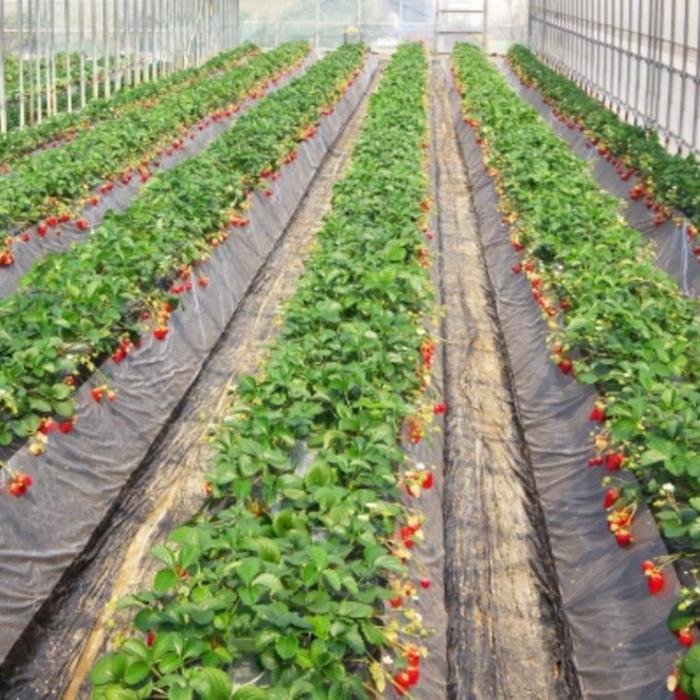 【ふるさと納税】【2月発送】和歌山県産ブランドいちご「まりひめ」約300g×4パック入り【北海道・沖縄県・離島配送不可】【印南町産】 | 和歌山県 印南町 和歌山 返礼品 支援 楽天ふるさと 納税 フルーツ 果物 くだもの 苺 いちご イチゴ お取り寄せ 取り寄せ 特産品 サムネイル3