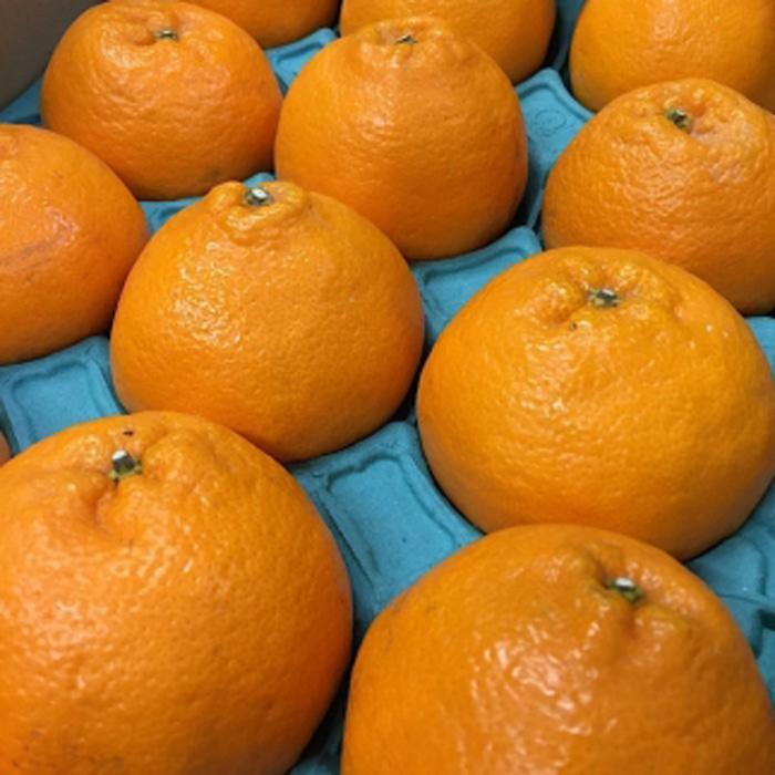 和歌山産 不知火［12玉～24玉］秀品［US63］ | 和歌山県 印南町 和歌山 返礼品 支援 楽天ふるさと 納税 フルーツ 果物 くだもの しらぬい お取り寄せグルメ 取り寄せ グルメ 食品 お取り寄せ 特産品 自宅用 柑橘 柑橘類 ご当地 おいしい 美味しい