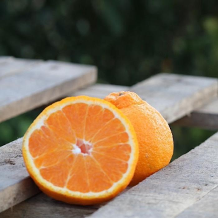 【ふるさと納税】和歌山産 不知火［12玉～24玉］秀品［US63］ | 和歌山県 印南町 和歌山 返礼品 支援 楽天ふるさと 納税 フルーツ 果物 くだもの しらぬい お取り寄せグルメ 取り寄せ グルメ 食品 お取り寄せ 特産品 自宅用 柑橘 柑橘類 ご当地 おいしい 美味しい サムネイル2