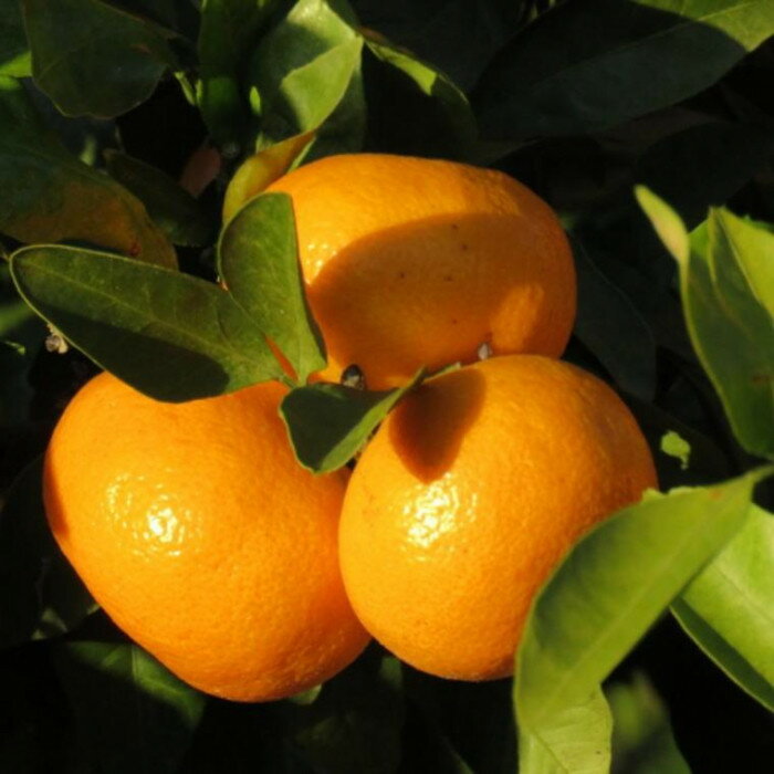 【ふるさと納税】和歌山有田みかん約5kg ご家庭用（サイズ混合）★2025年11月中旬頃より順次発送【TM102】 | 和歌山県 印南町 和歌山 返礼品 楽天ふるさと 納税 お取り寄せグルメ 取り寄せ グルメ フルーツ 果物 くだもの みかん ミカン 蜜柑 柑橘 柑橘類 サムネイル3