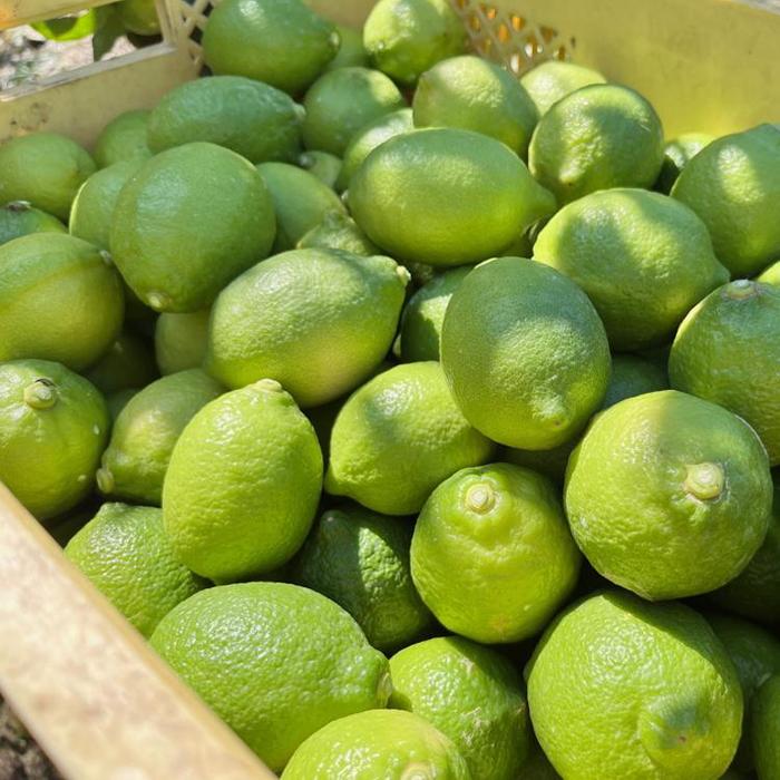 【ふるさと納税】紀州和歌山 有田レモン 約2kg［農家直送］［先行予約］［MS67］ サムネイル2