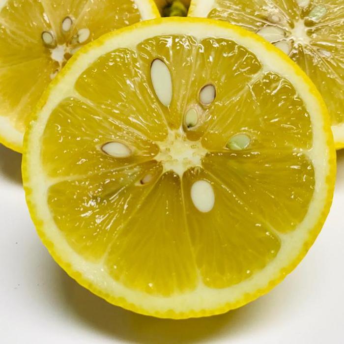 【ふるさと納税】紀州和歌山 有田レモン（ご家庭用）約1.5kg ［先行予約］［国産］［農園直送］［ノーワックス・ノー防腐剤］［MS69］ サムネイル3