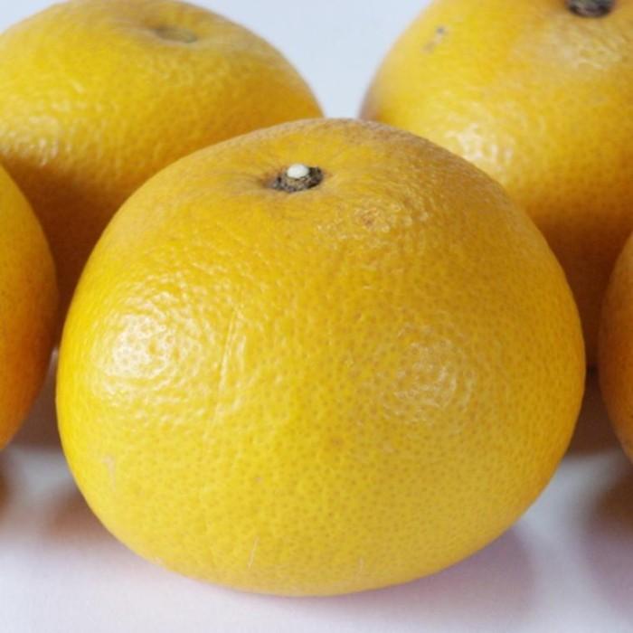 【ふるさと納税】［手選果］有田産の八朔10kg（Lまたは2Lサイズいずれかお届け）★2026年1月下旬頃より順次発送［TM112］ | 和歌山県 印南町 和歌山 返礼品 支援 楽天ふるさと 納税 お取り寄せグルメ 取り寄せ グルメ フルーツ 果物 くだもの 八朔 はっさく 柑橘 サムネイル2