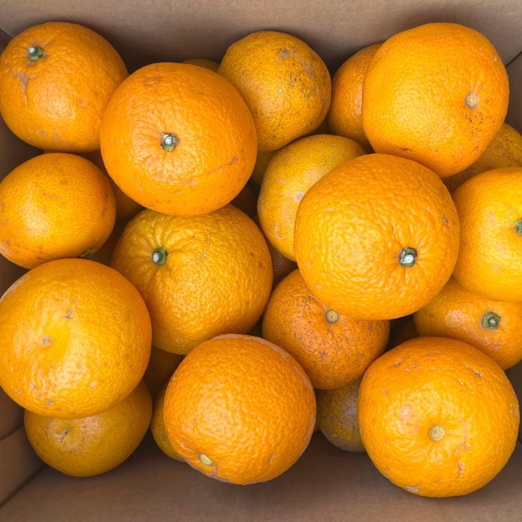 【ふるさと納税】［産直］和歌山由良町産の木成り熟成八朔訳ありご家庭用約10kg（サイズ混合）★2026年3月中旬頃より順次発送［TM134］ | 印南町 和歌山 楽天ふるさと お取り寄せグルメ 取り寄せ グルメ フルーツ 果物 くだもの 八朔 はっさく 柑橘 柑橘類 かんきつ わけあり サムネイル2