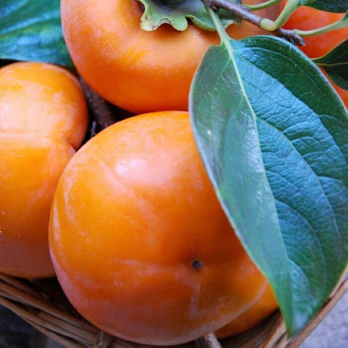 【ふるさと納税】［厳選・産直］和歌山産の富有柿約2kg（化粧箱入り）（2L～4Lサイズ）★2025年11月頃より順次発送【TM59】 | 返礼品 楽天ふるさと 納税 取り寄せ グルメ フルーツ 果物 くだもの 柿 カキ かき 富有柿 産地直送 家庭用 自宅用 国産 サムネイル3