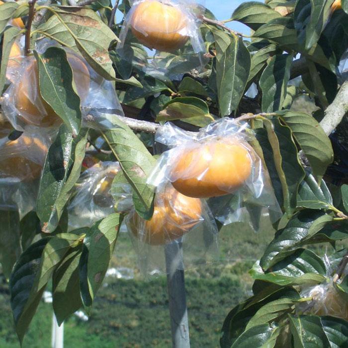 【ふるさと納税】［希少］紀の川柿約1.8～2kg（種無し）秀選品★2026年10月中旬頃より順次発送［TM191］ | 印南町 和歌山 返礼品 支援 楽天ふるさと 納税 お取り寄せグルメ 取り寄せ フルーツ 果物 くだもの 柿 カキ かき 種なし柿 家庭用 自宅用 国産 おいしい サムネイル3