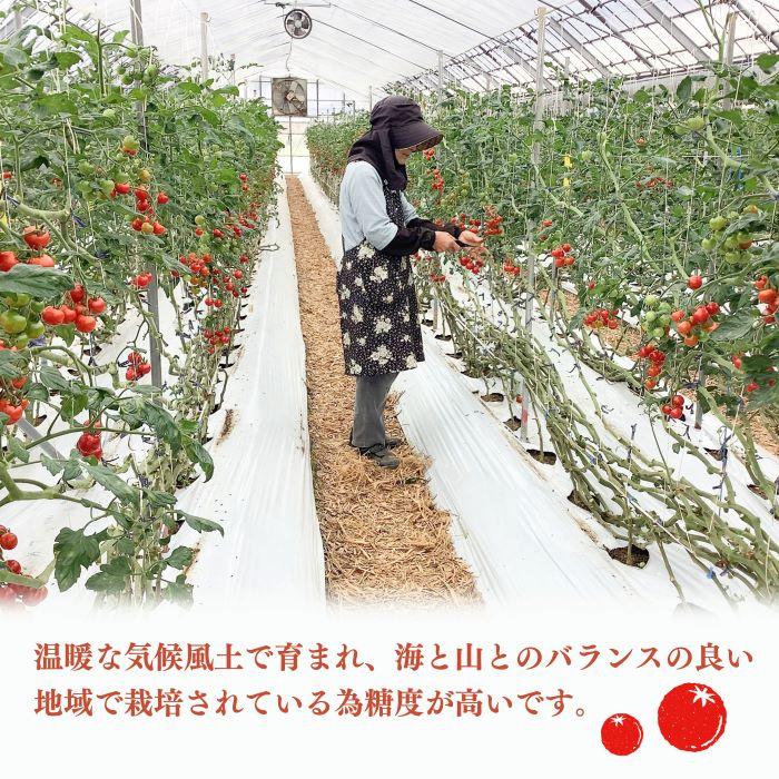 【ふるさと納税】［先行予約］完熟 ミニトマト 2kg 果物のような甘さと美味しさキャロルセブン｜ミニトマト キャロルセブン 糖度 | ミニトマト キャロルセブン 完熟 2kg 甘い 産地直送 トマト 野菜 やさい 食品 人気 おすすめ 送料無料 お取り寄せ 和歌山 印南町 サムネイル2