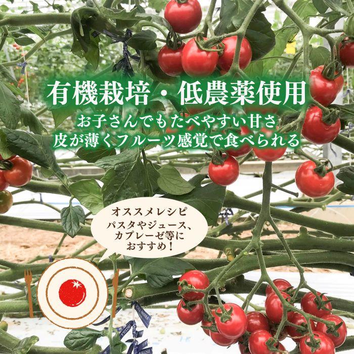 【ふるさと納税】［先行予約］完熟 ミニトマト 2kg 果物のような甘さと美味しさキャロルセブン｜ミニトマト キャロルセブン 糖度 | ミニトマト キャロルセブン 完熟 2kg 甘い 産地直送 トマト 野菜 やさい 食品 人気 おすすめ 送料無料 お取り寄せ 和歌山 印南町 サムネイル3