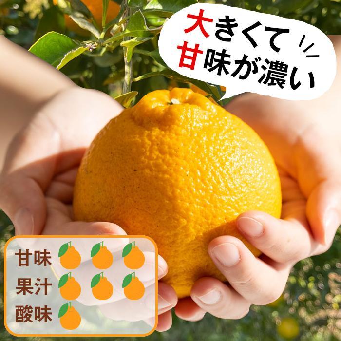 【ふるさと納税】不知火 希少な樹上完熟！ 秀品大玉 6個入 (約2kg)　【2026年2月下旬頃～4月中旬頃まで発送】【KT2】 | フルーツ 果物 くだもの 食品 人気 おすすめ 送料無料 サムネイル2