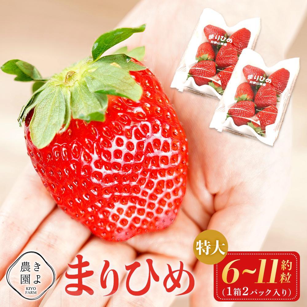 特大まりひめイチゴ 朝摘 6個～11個入×2パック［2026年1月中旬頃より発送］［先行予約］［KT3］ | 苺 いちご フルーツ 果物 くだもの 食品 人気 おすすめ 送料無料