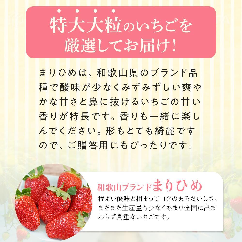 【ふるさと納税】特大まりひめイチゴ 朝摘 6個～11個入×2パック［2026年1月中旬頃より発送］［先行予約］［KT3］ | 苺 いちご フルーツ 果物 くだもの 食品 人気 おすすめ 送料無料 サムネイル2