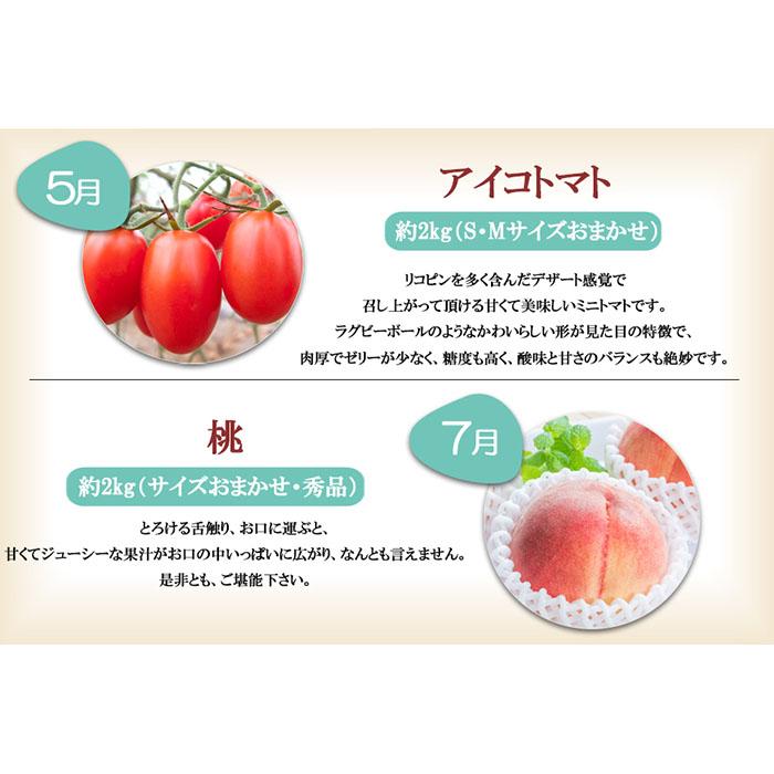 【ふるさと納税】和歌山の旬の果実を 奇数月にお届け全6回定期便（キウイ・清見オレンジ・ミニトマト・桃・ピオーネ・富有柿）【TM62】 | フルーツ 果物 くだもの 食品 人気 おすすめ 送料無料 サムネイル3