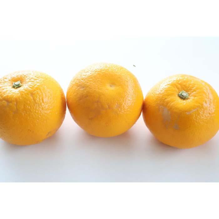 【ふるさと納税】【訳あり・ご家庭用】はっさく（八朔）約5kg 和歌山産 | フルーツ 果物 くだもの 食品 人気 おすすめ 送料無料 サムネイル2