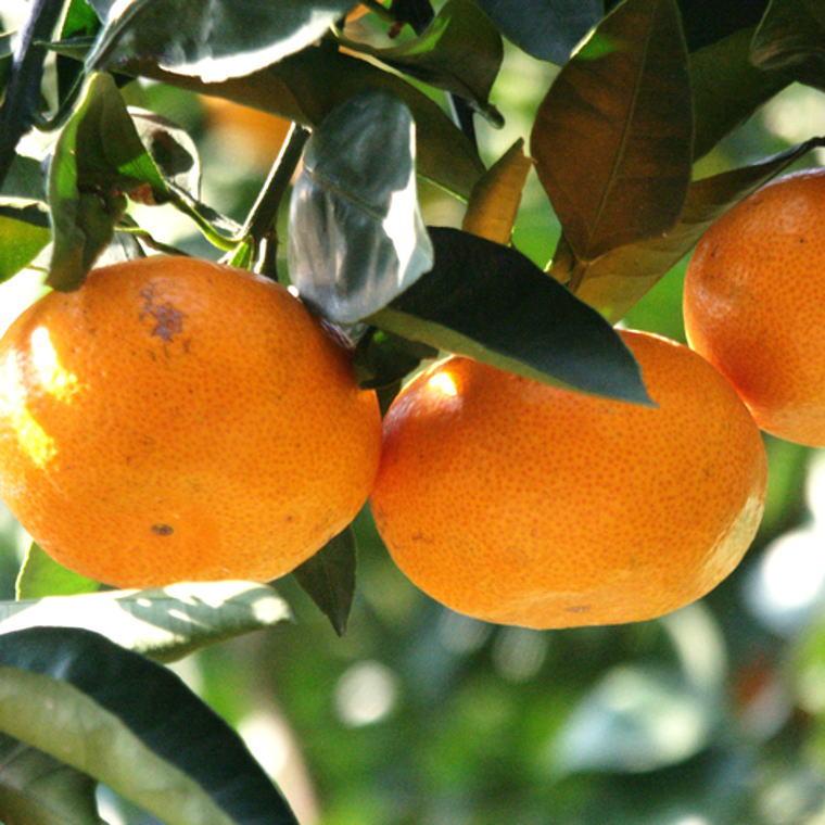 【ふるさと納税】エコファーマーのこだわり有田みかん5kg（サイズ混合）★2025年11月中旬頃より順次発送 | 和歌山県 印南町 和歌山 返礼品 楽天ふるさと 納税 お取り寄せグルメ 取り寄せ グルメ フルーツ 果物 くだもの みかん ミカン 蜜柑 柑橘 柑橘類 かんきつ 有田みかん サムネイル3