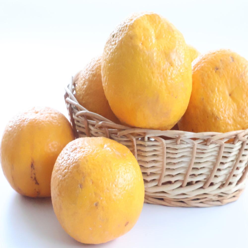 【ふるさと納税】【ご家庭用】甘夏（あまなつ）約5kg 和歌山産 | 柑橘 フルーツ 果物 くだもの 食品 人気 おすすめ 送料無料 サムネイル2