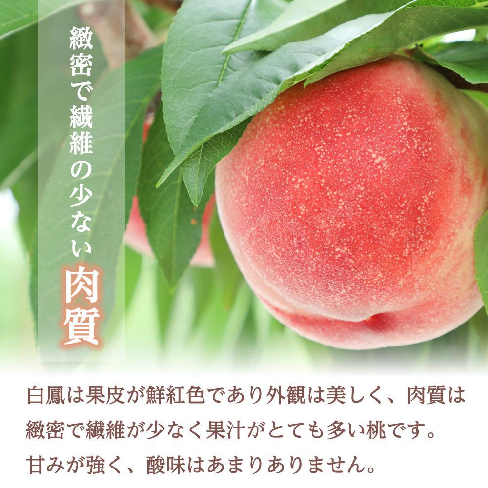 【ふるさと納税】和歌山県産 白鳳 桃 5～8玉入り 秀品 先行予約［2026年6月下旬以降発送］［MG6］ | 和歌山県 印南町 和歌山 返礼品 支援 フルーツ 果物 くだもの 桃 もも 大玉 モモ ピーチ 甘い桃 ギフト お取り寄せ 贈答用 秀 家庭用 自宅用 贈答品 化粧箱入 サムネイル3