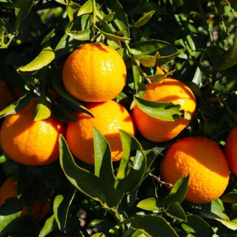 【ふるさと納税】和歌山県産不知火約5kg（18玉～24玉おまかせ）L～3Lサイズ★2026年2月下旬頃より順次発送［TM159］ | デコポン 不知火 フルーツ 果物 くだもの 食品 人気 おすすめ 送料無料 サムネイル2