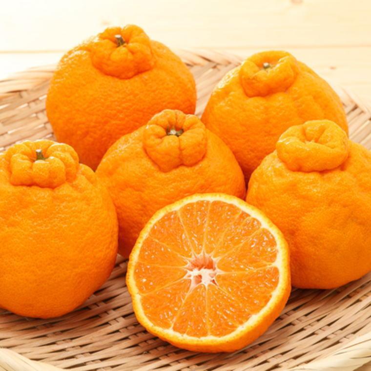 【ふるさと納税】和歌山県産不知火約4kg（サイズ混合）★2026年2月下旬頃より順次発送［TM130］ | デコポン 不知火 フルーツ 果物 くだもの 食品 人気 おすすめ 送料無料 サムネイル3