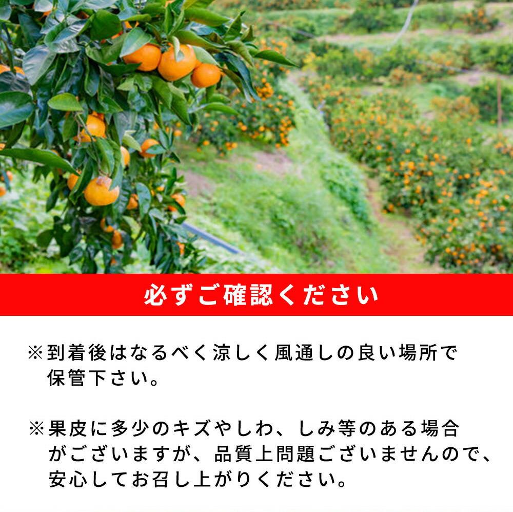 【ふるさと納税】紀州和歌山有田産ゆら早生みかん　5kg［2026年発送］［UT34］ | 返礼品 支援 支援品 楽天ふるさと 納税 お取り寄せグルメ 取り寄せ グルメ フルーツ 果物 くだもの みかん ミカン 蜜柑 柑橘 柑橘類 かんきつ かんきつ類 早生みかん 早生ミカン 果実 サムネイル3