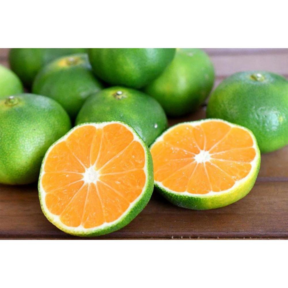 【先行予約】和歌山由良町産 由良早生みかん 約3kg 訳あり キズ 御家庭用 サイズ混合【SL7】 | みかん 蜜柑 フルーツ 果物 くだもの 食品 人気 おすすめ 送料無料