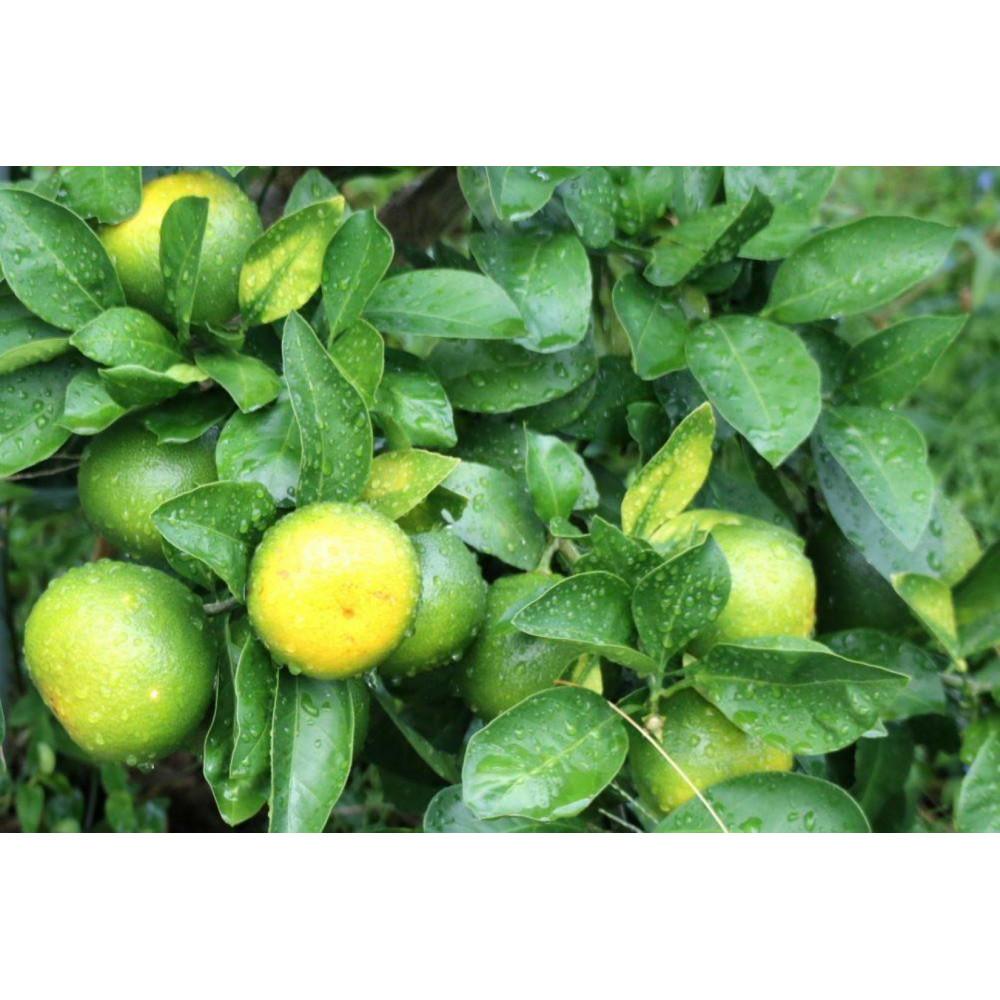 【ふるさと納税】【先行予約】和歌山由良町産 由良早生みかん 約3kg 訳あり キズ 御家庭用 サイズ混合【SL7】 | みかん 蜜柑 フルーツ 果物 くだもの 食品 人気 おすすめ 送料無料 サムネイル2