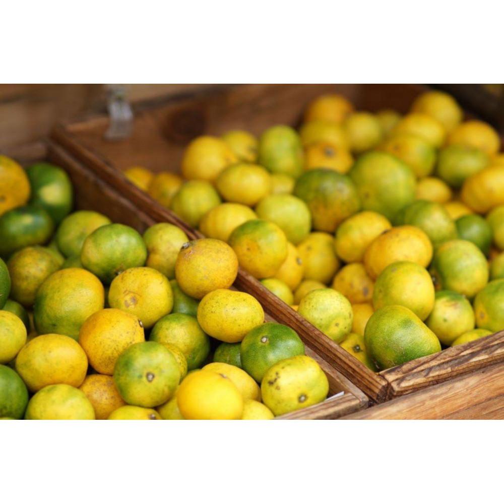 【ふるさと納税】【先行予約】和歌山由良町産 由良早生みかん 約3kg 訳あり キズ 御家庭用 サイズ混合【SL7】 | みかん 蜜柑 フルーツ 果物 くだもの 食品 人気 おすすめ 送料無料 サムネイル3