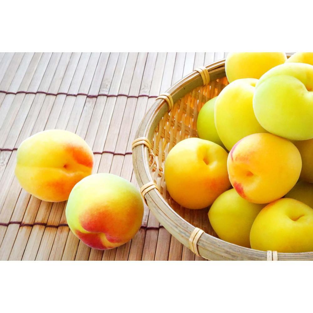 ［梅干・梅酒用］大玉4Lサイズ約2kg 熟南高 生梅 赤秀品＜2026年6月上旬～7月7日発送予定＞［ART01］ | フルーツ 果物 くだもの 食品 人気 おすすめ 送料無料
